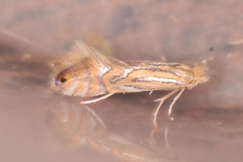 Phyllonorycter platani